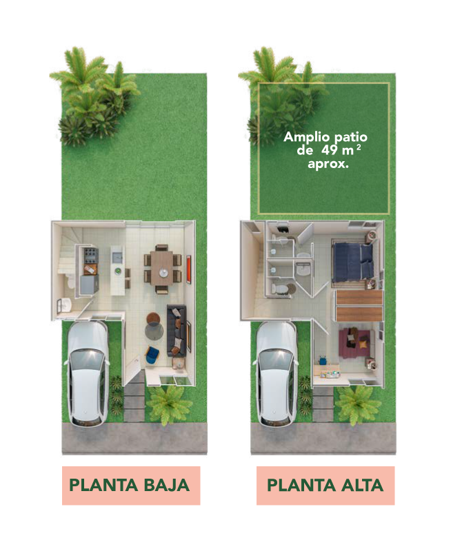 Planta-Flamboyan