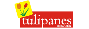 tulipanes